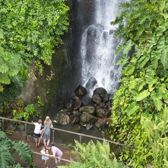 Visitors looking at waterfall in Rainforest Biome at Eden Project